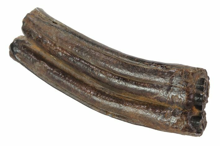 Pleistocene Aged Fossil Horse Tooth - Florida #73572